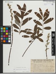Foto von Salix appendiculata Vill. x Salix eleagnos Scop.
